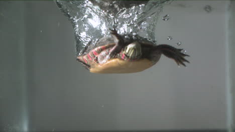 Ramped-slow-motion-turtle-splashing-in-water-painted-turtle