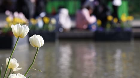 white tulips in focus, people by canal blurred