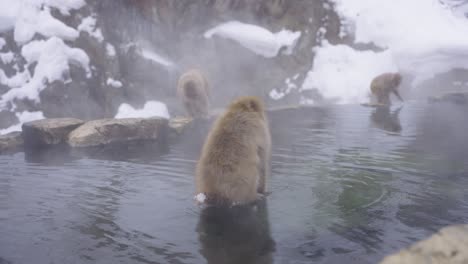 japanese macaque sitting in middle of onsen hot spring pool in winter