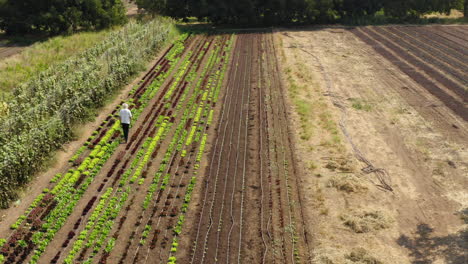 Aerial-drone-view-of-a-gray-haired-old-man-walking-leisurely-through-his-vegetable-garden