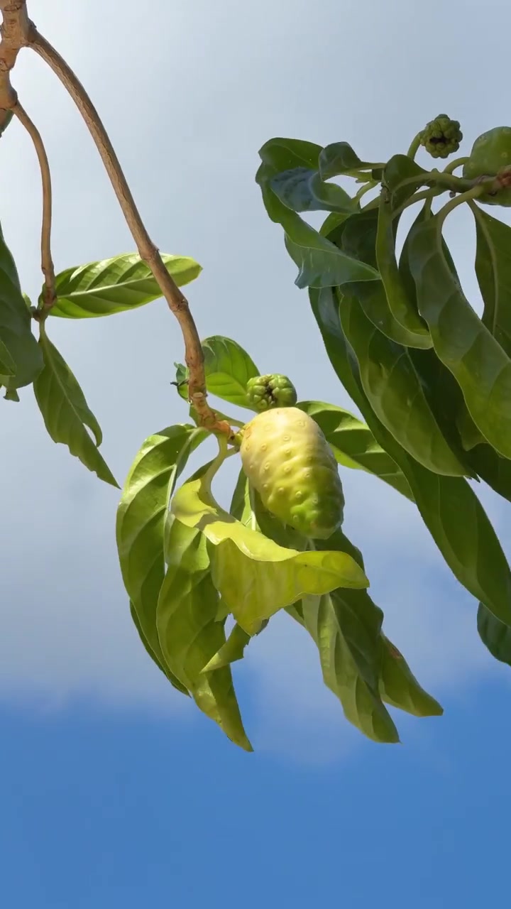 Frutto di Noni appeso a un ramo contro un cielo blu