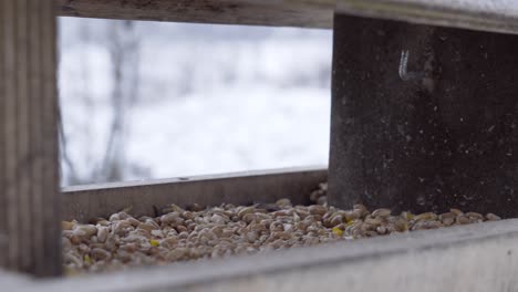 Los-Pájaros-Carboneros-Vuelan-Al-Comedero-De-Madera-Al-Aire-Libre-Y-Agarran-Semillas-De-Granos,-Invierno