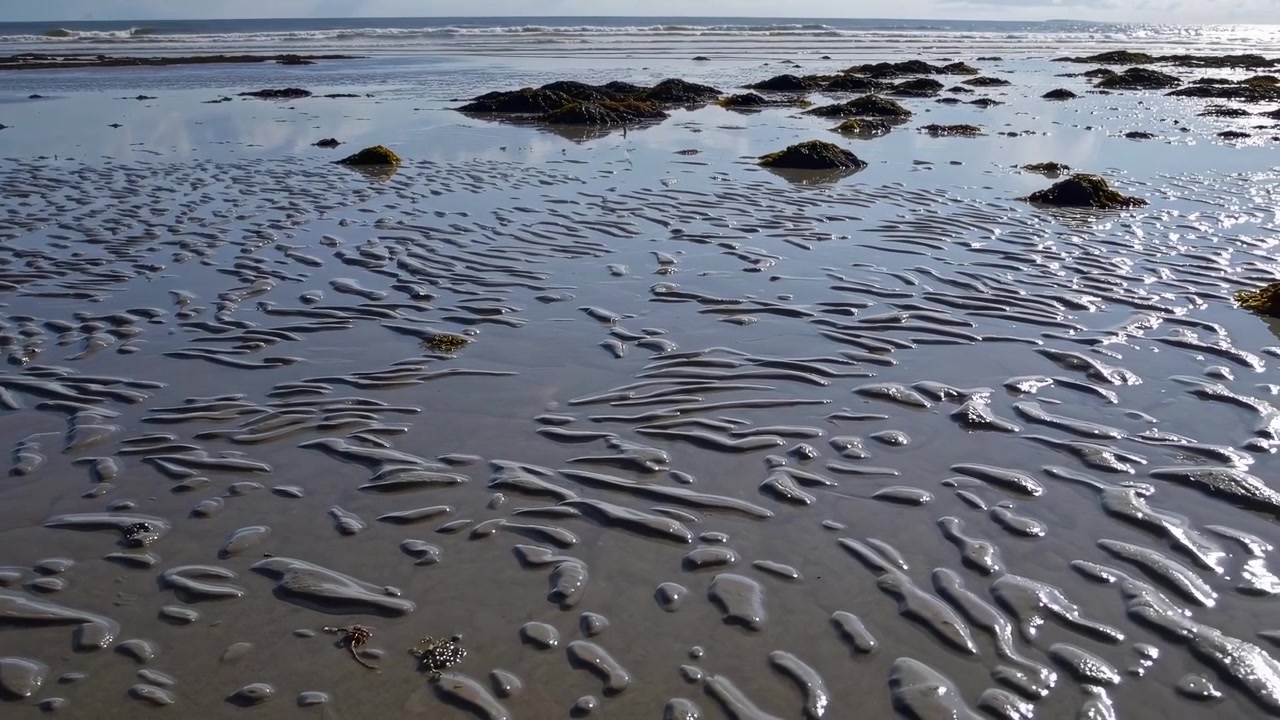 Spiaggia con bassa marea, sabbia increspata e alghe marine