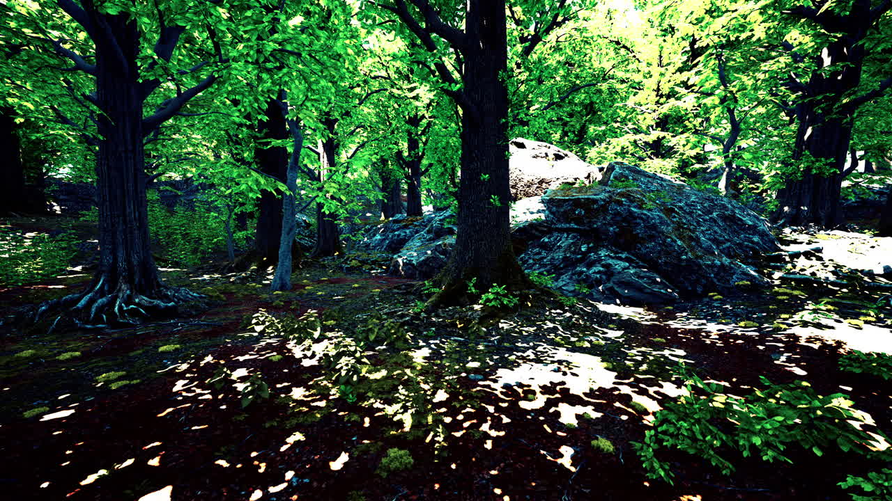 큰 나무 와 땅 에 반이는 빛 이 있는 울창 한 초록색 숲