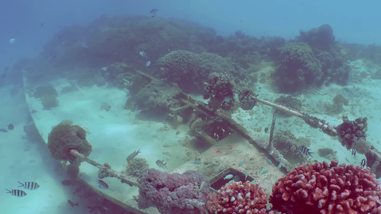 A flooded ship overgrown with corals. Swimming small fish scurry back and forth