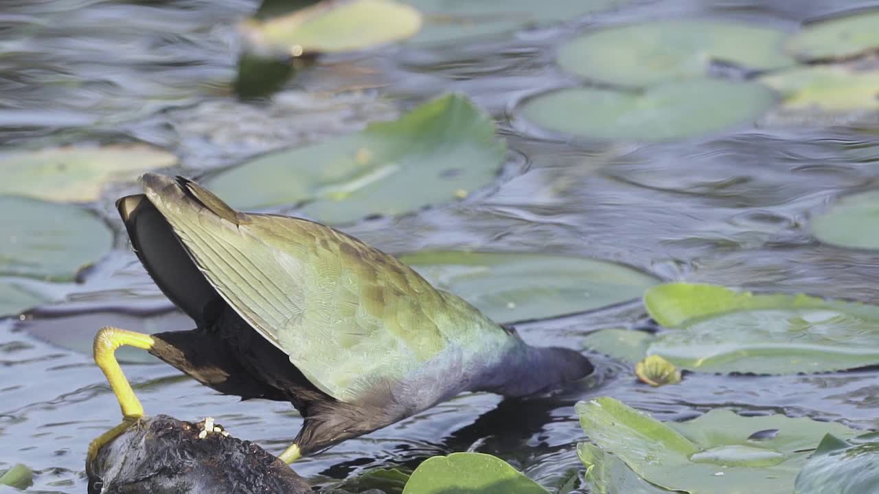 느린 동작으로 부리로 수련을 잡는 화려한 보라색 갈리눌레