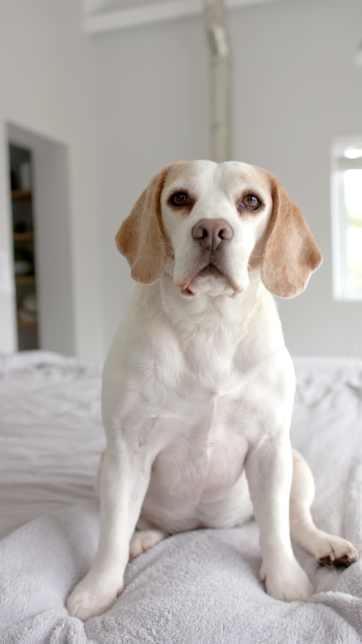 Vertical video of white pet dog sitting on bed, slow motion