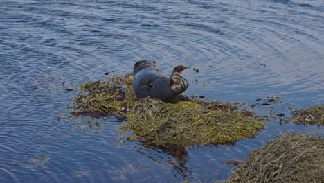 La-Foca-Del-Puerto-Islandés-Duerme-Sobre-Viejas-Algas-Verdes-Cerca-Del-Agua-Costera-Azul