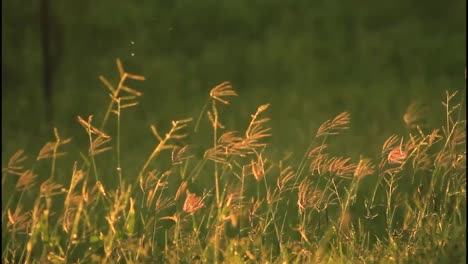 golden grass in the dew