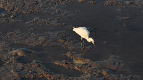 a great egret wades through shallow water, hunting at sunset in port douglas, australia. warm lighting enhances the serene scene