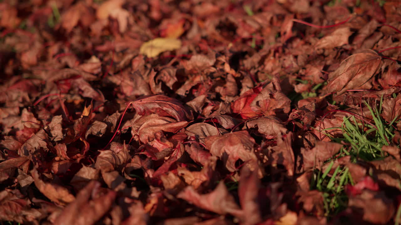 Fallen leaves that is lying on the ground on a sunny October day