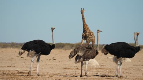 avestruz alto y jirafa en nxai pan botswana, pan a la izquierda