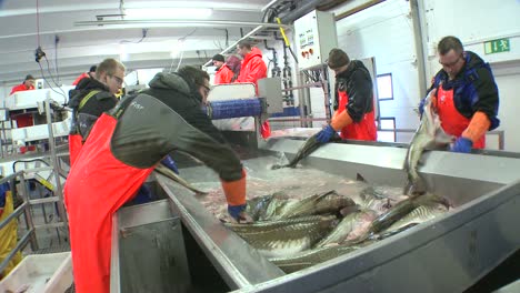 men work cutting and cleaning fish on an assembly line at a fish processing factory 5