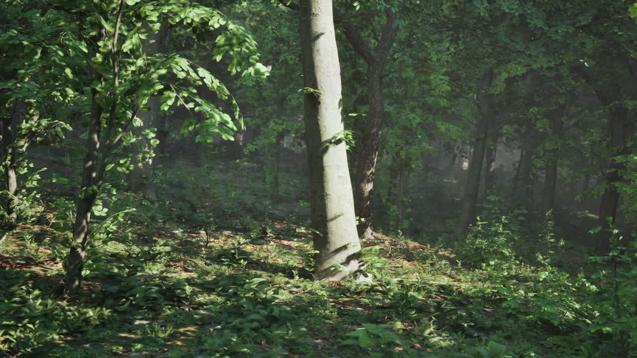 숲 속의 아름다운 아침