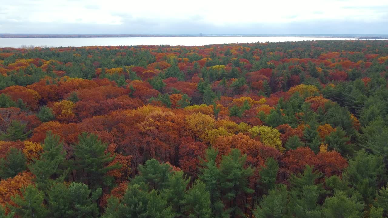 Aerial view showcasing an autumn-colored forest with vibrant foliage and water in the distant horizon.