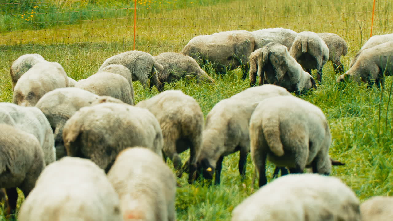 A herd of sheep graze contentedly on lush green grass under the warm sun. Perfect for commercials, documentaries, or nature-related projects