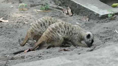 meerkat digging in sand looking for food in natural habitat