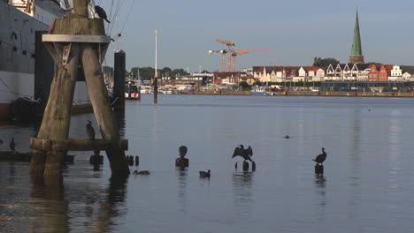 Cormorants-stand-on-the-wooden-poles-and-dry-their-feathers