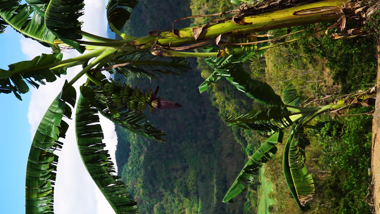 escena estática vertical de plátanos bebé silvestres con cultivo de flores, vietnam