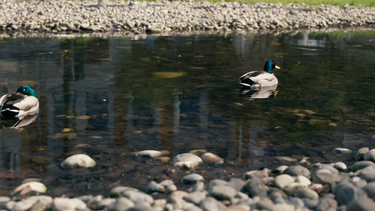 Mallard ducks swimming peacefully in a calm pond of an urban park in Oslo, Norway, under a sunny day.