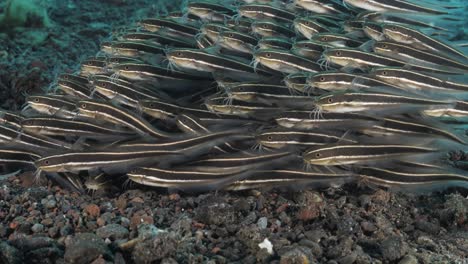 juvenile striped catfish displaying distinctive animal behaviour forming a large school to ward off predators