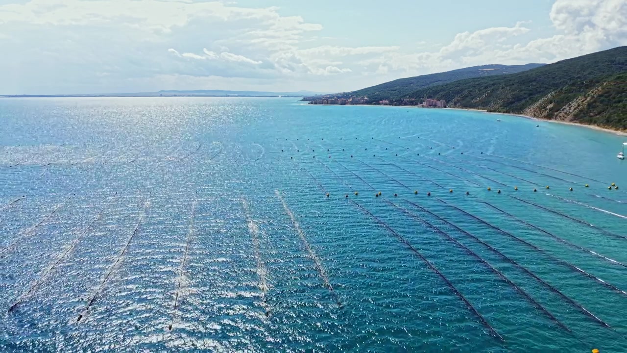 Allevamento di cozze situato in una zona costiera con acqua limpida e linee visibili che delimitano le zone di coltivazione.