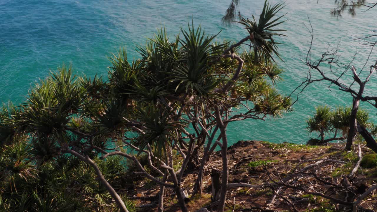 árbol de pino - pandanus tectorius que crece en los acantilados de north gorge walk con el mar azul de fondo - south gorge beach, point lookout, australia