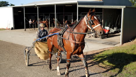 follow cinematic harness racing horse