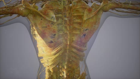 vista de cerca completa del sistema esquelético con cuerpo transparente