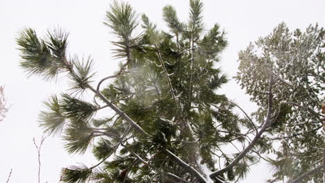 Snow-falls-in-front-of-a-group-of-very-green-trees-as-the-camera-looks-up-at-them-and-snowflakes-hit-the-camera-lens