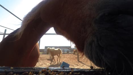 Close-up-of-chestnut-horse-head-in-pasture-with-other-horses-eating-treats-and-grain-out-of-a-trough-at-a-petting-zoo