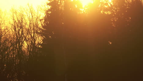 sunset at forest. sun rays shine through forest. evening sun beams at forest