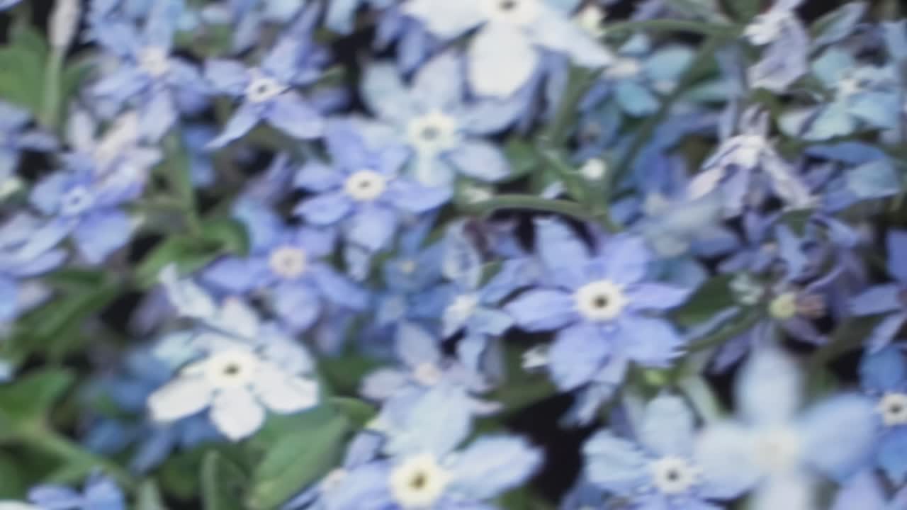 Размытое видео голубых цветов крупным планом, создающее абстрактный, мечтательный эффект