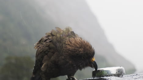 A-curious-Kea-bird-shakes-off-water-and-pecks-at-a-silver-object-on-top-of-a-car