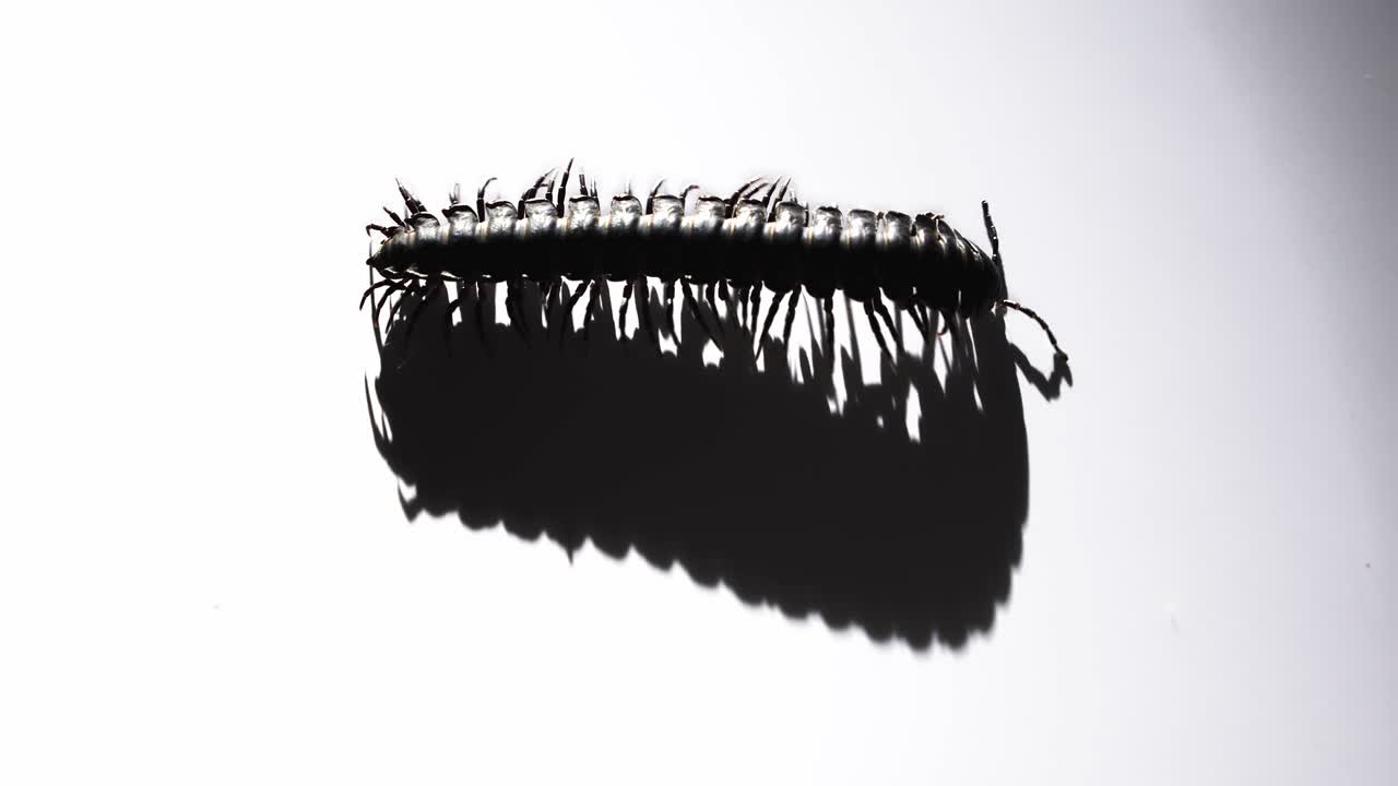 Black millipede glides over white, its segmented body mirrored by a sharp, moving shadow.