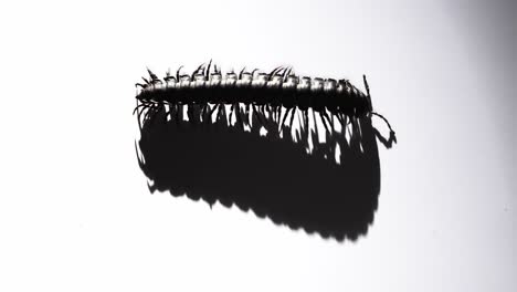black millipede glides over white, its segmented body mirrored by a sharp, moving shadow.