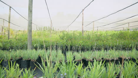 lush green plants growing in nursery under protective netting, thriving in sunlight, in greenhouse