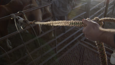 cowboy pulls a bull rope tight against a metal chute before putting it on the animal.