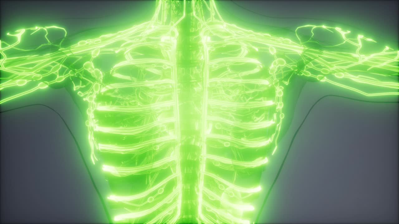 vasos sanguíneos del cuerpo humano