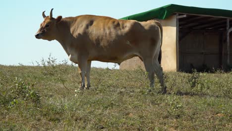 hanwoo, korean native - brown cow standing and pooping on a green hills in anseong farmland in gyeonggi-do, south korea