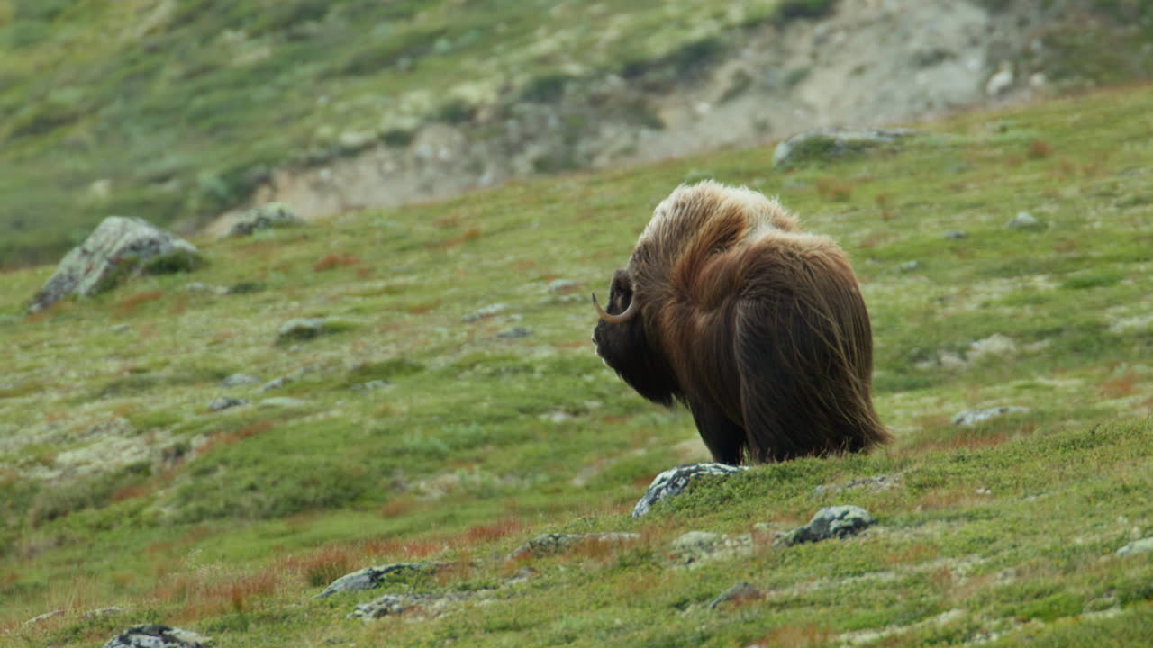 Lone Musk Ox Facing the Wind on Nordic Mountain Slopes of Dovrefjell Norway