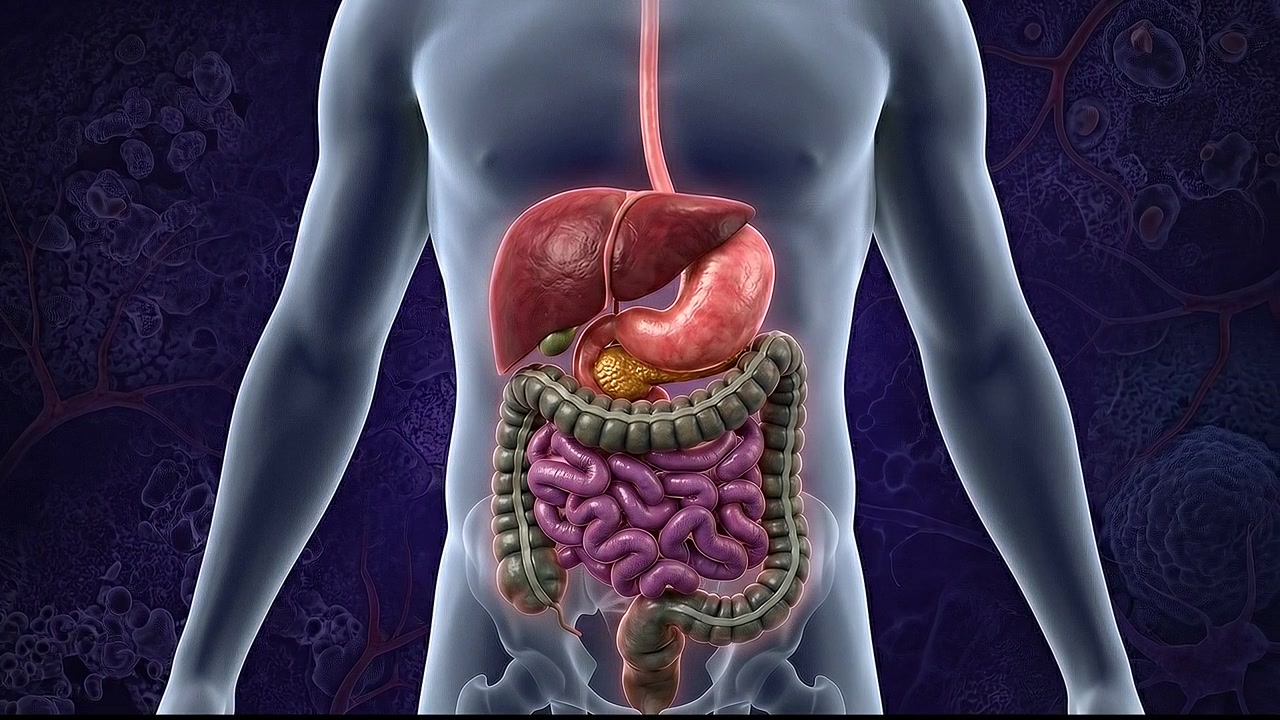 Anatomical Render of the Human Digestive System with Liver Stomach and Intestines