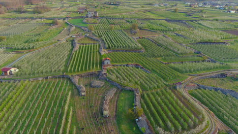 Luftaufnahmen-Verschiedener-Landwirtschaftlicher-Nutzpflanzen