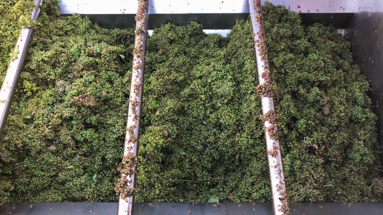 tolva de uva que mueve la uva hacia la prensa