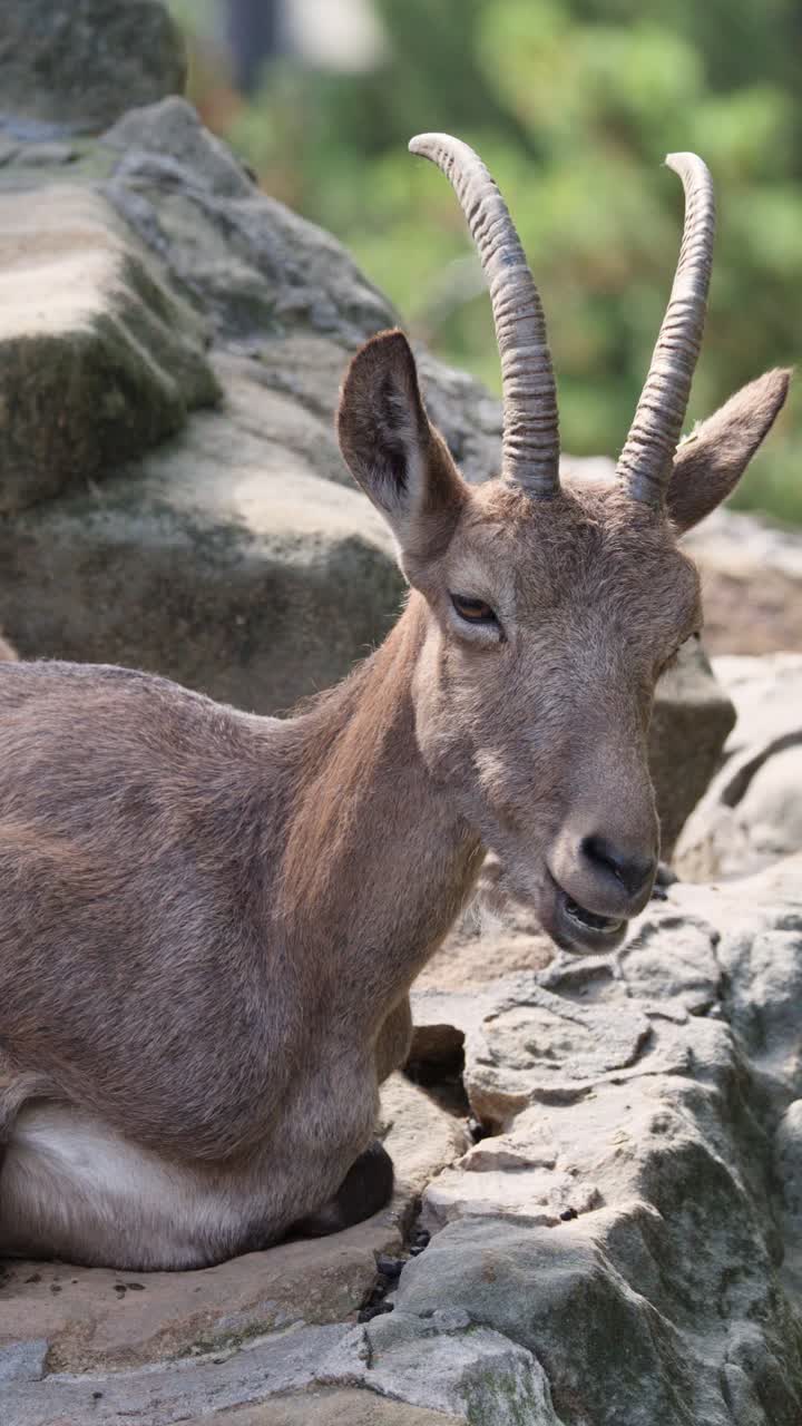 Capra di montagna che riposa tranquillamente su rocce illuminate dal sole, habitat naturalistico dello zoo, leggero movimento della telecamera, luce diurna
