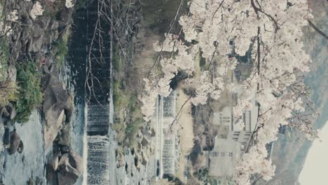 Falling-Petals-And-Cherry-Tree-In-Bloom-With-Waterfalls-In-Background-In-Hakone,-Japan