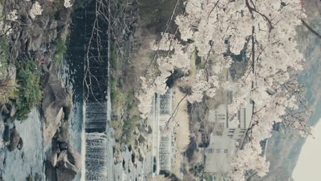 falling petals and cherry tree in bloom with waterfalls in background in hakone, japan