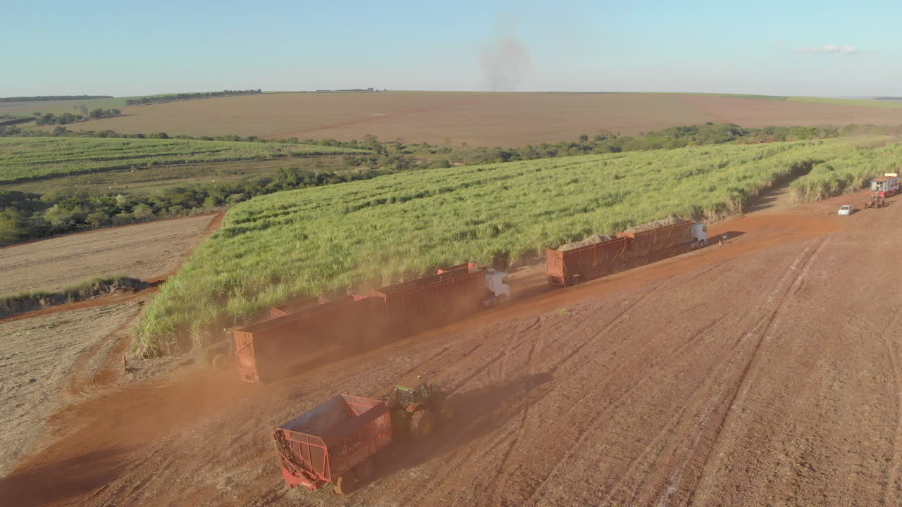 Trucks and tractors in the sugar cane harvest field