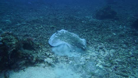 a big marble ray is swimming in deep water