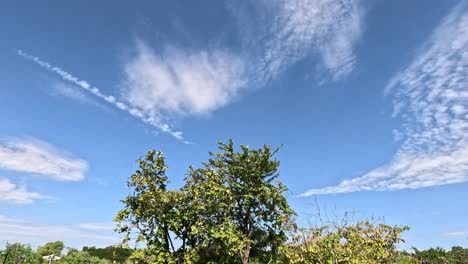 el lapso de tiempo de las nubes que se mueven sobre un árbol.